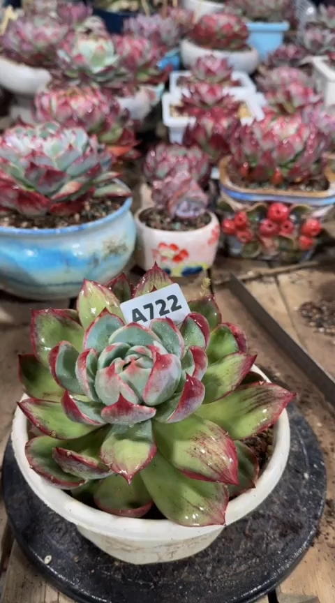【闪购商品】A722惊鸿仙子（裸根发货）