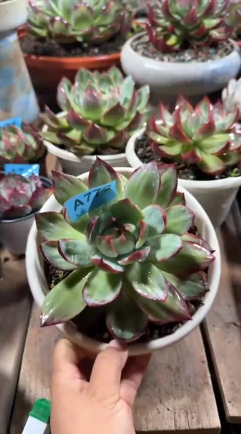 【闪购商品】A772  惊鸿仙子