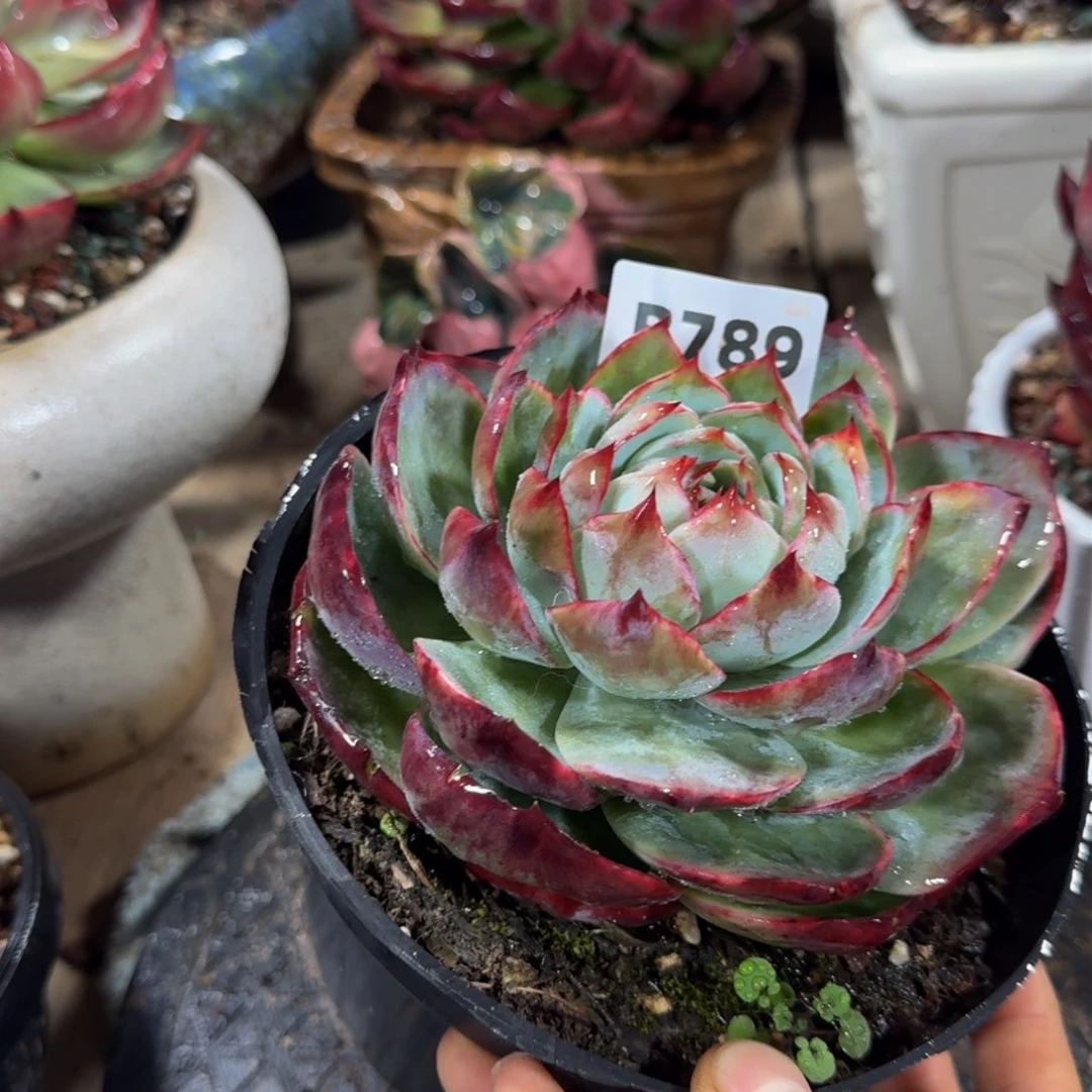 惊鸿仙子 789………………