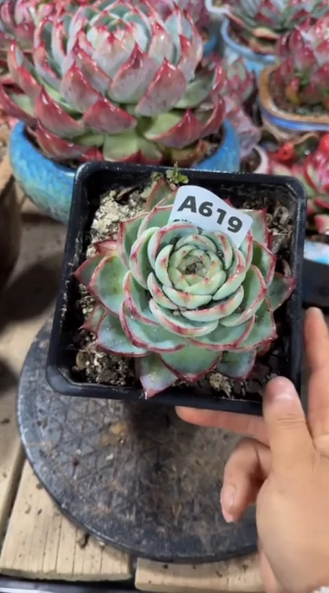 【闪购商品】A 619惊鸿仙子（裸根发货）