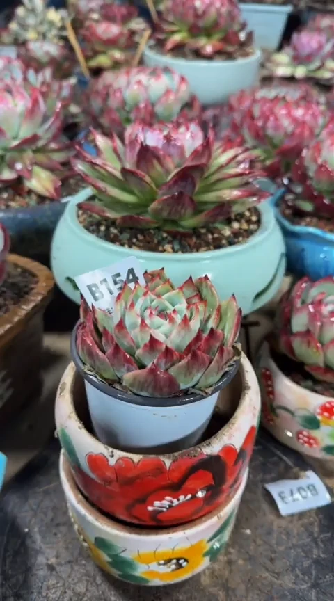 【闪购商品】B154惊鸿仙子（裸根发货）