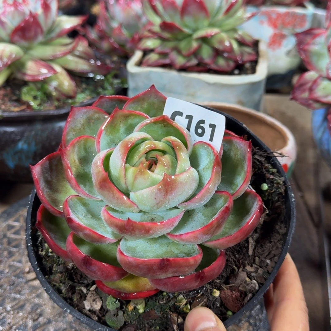 惊鸿仙子 161................