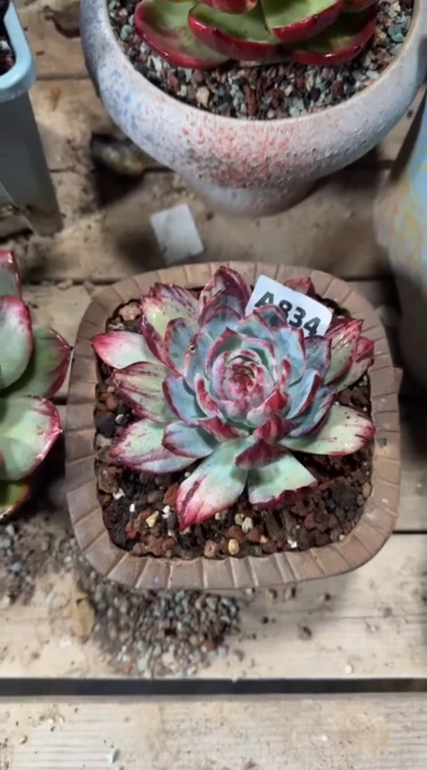 【闪购商品】A834惊鸿仙子（裸根发货）