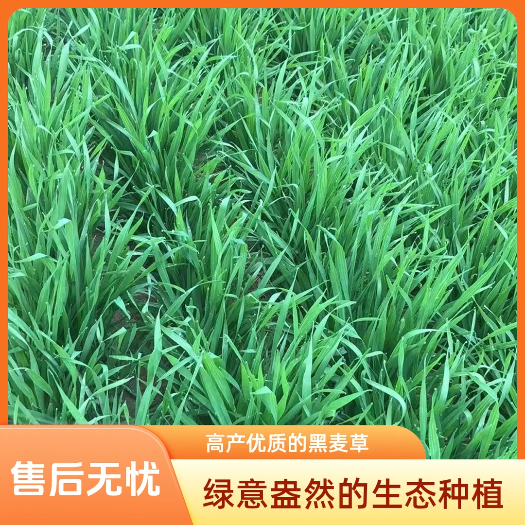 新鲜黑麦草现割现发货兔子荷兰猪龙猫最爱食物营养高喜欢吃小麦草