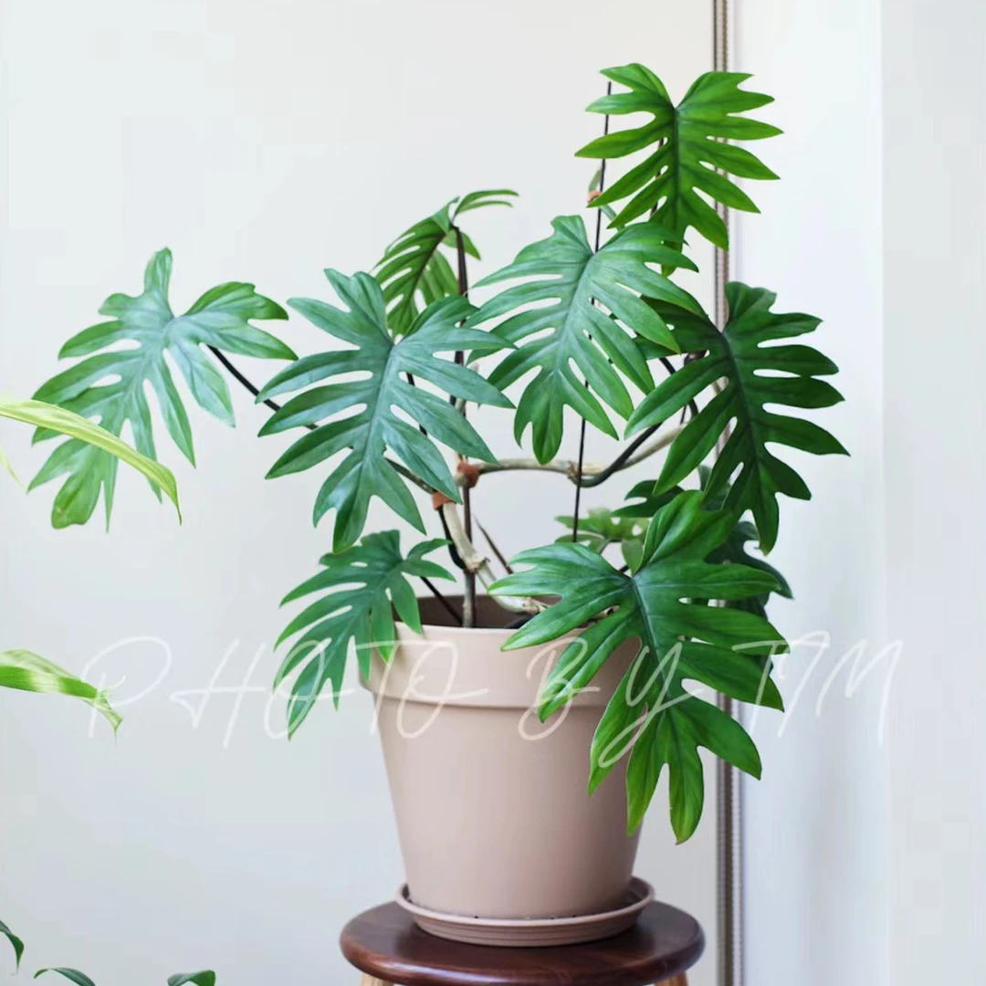 羽裂蔓绿绒ins观叶植物盆栽室内耐干好养