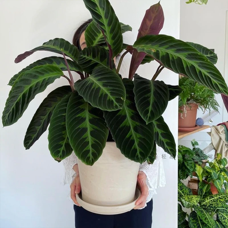 紫背天鹅绒竹芋室内观叶喜阴植物斑马绒叶春季栽培