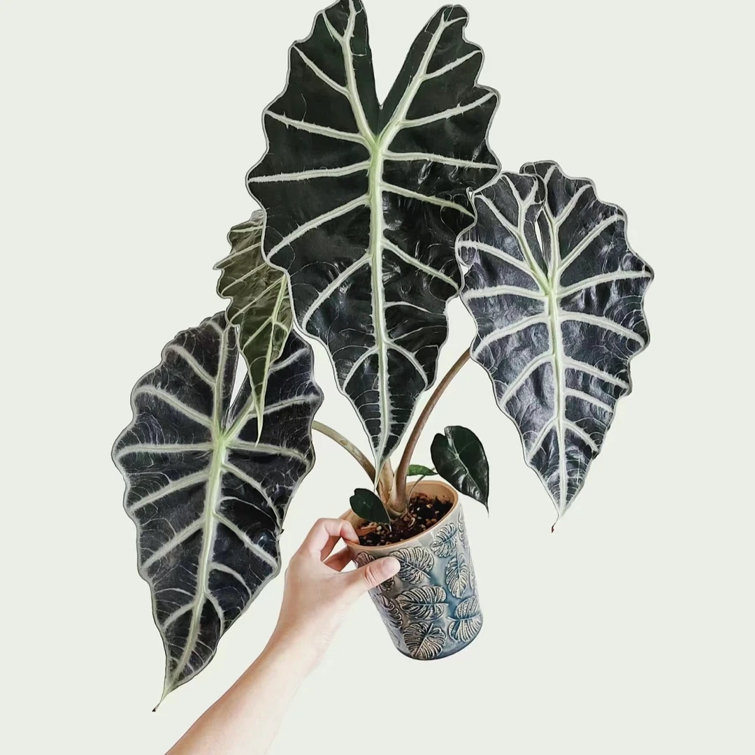 大仙女海芋非洲面具黑叶芋盆栽四季观叶植物