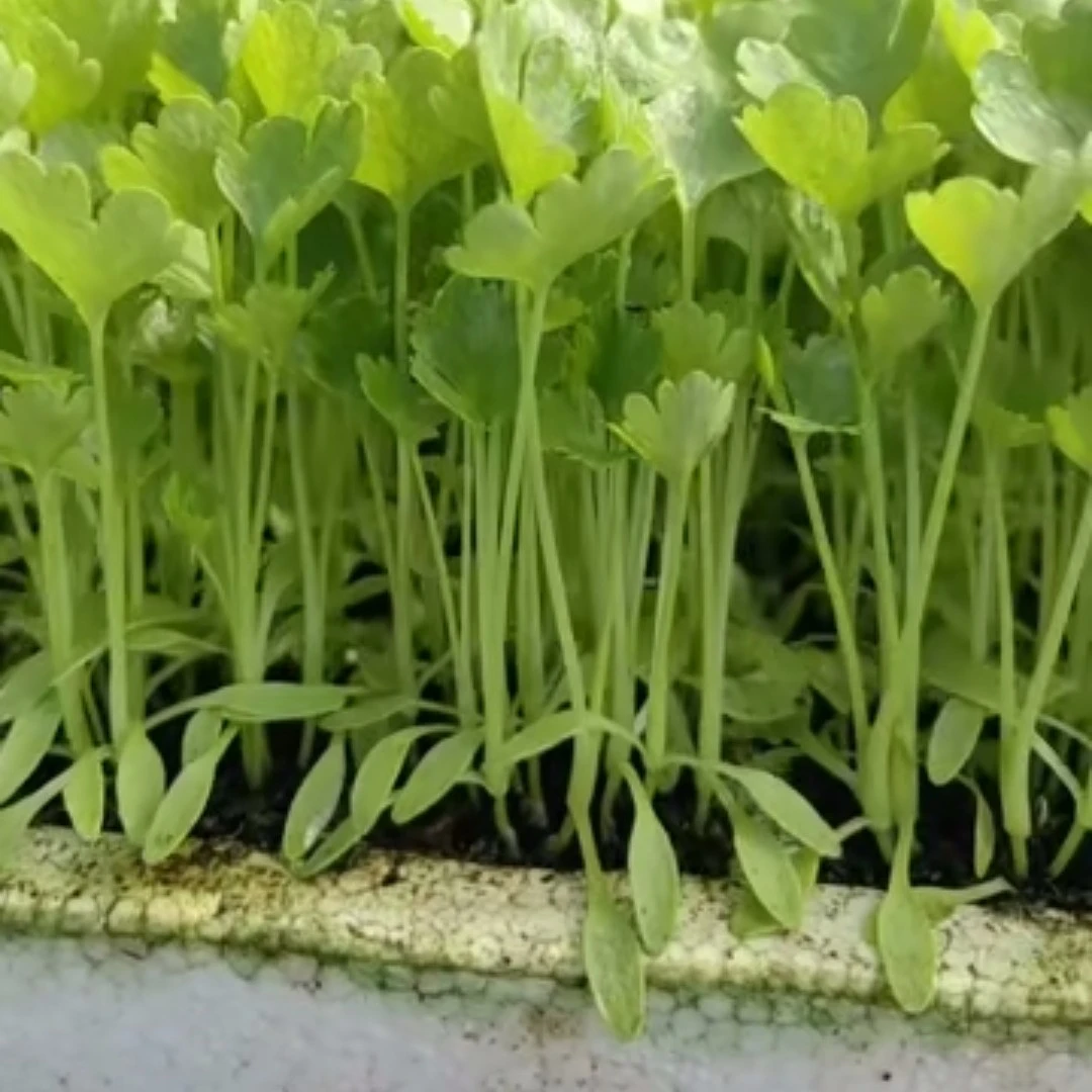 云南新鲜香芹芹菜苗，早熟高产，耐寒，叶绿色，口感脆，四季可种植