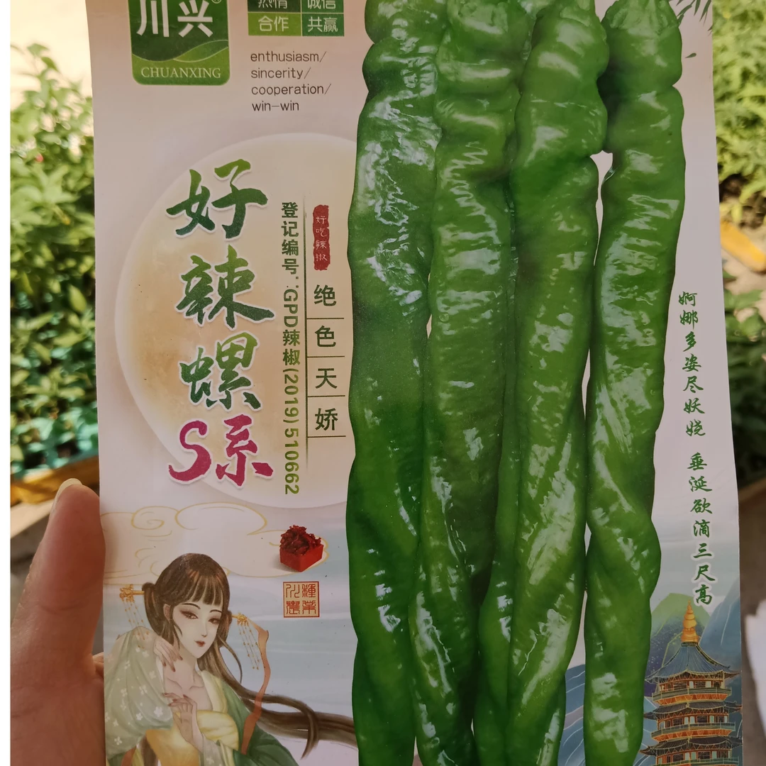 辣椒-好辣螺S系，杂交种鲜食，早熟螺丝椒