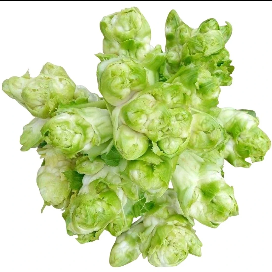 早熟儿菜秧苗，耐寒，儿芽个大扁圆长形，绿白色，口感脆嫩