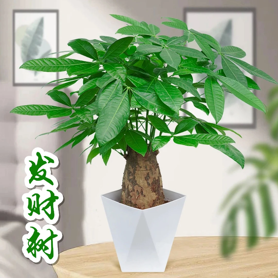 老桩大象腿发财树室内粗壮绿植种植客厅办公盆栽根系土培寓意