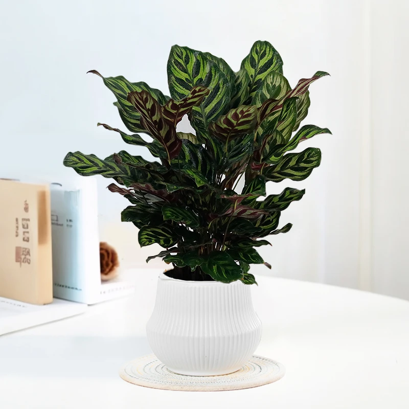 【孔雀竹芋】彩叶竹芋绿植盆栽室内客厅前台美观内花卉植物