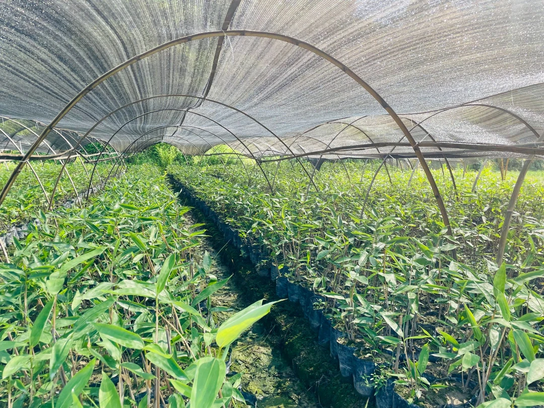 人工大粽叶杯苗四季种植苗棕叶苗包粽子叶树苗成活率高林下庭院