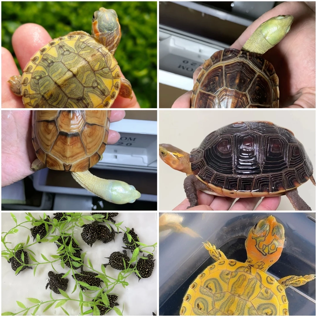 爱玩龟人工繁育皖南小青龟观赏新手呆萌乌龟活体活物直播选龟链接