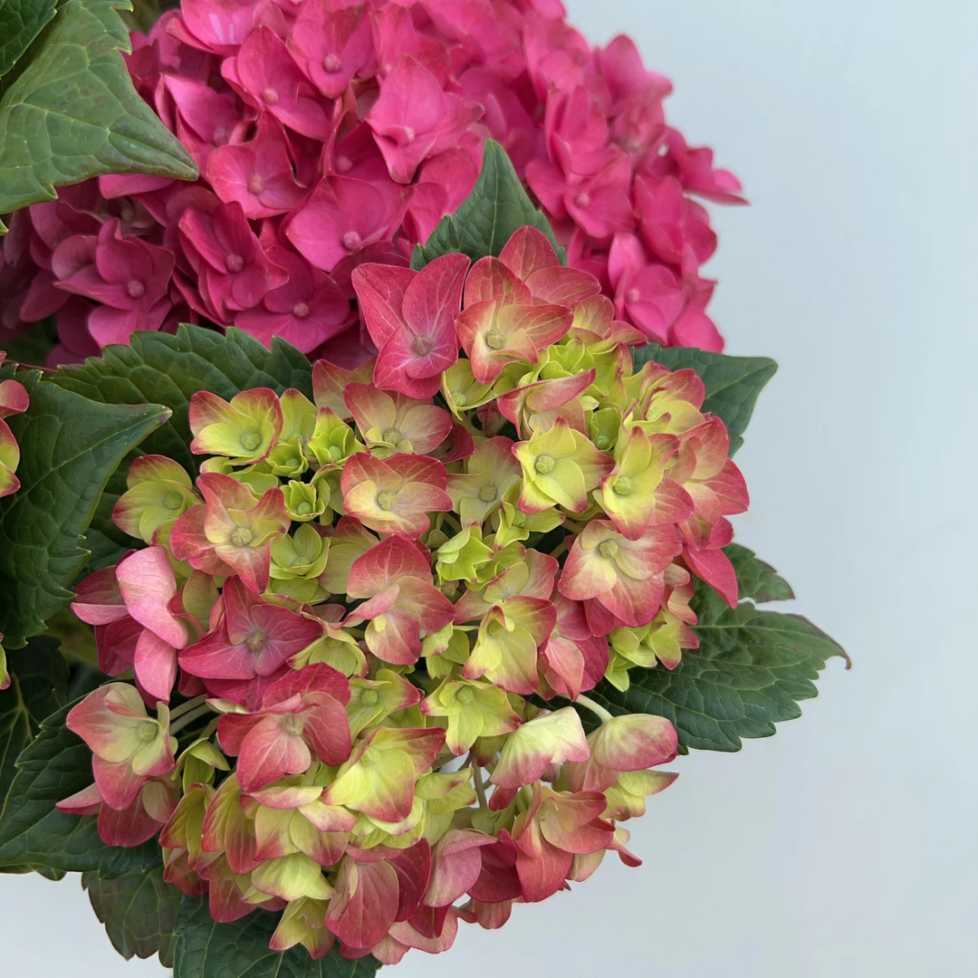 【玫红妈妈180盆】绣球花盆栽庭院好养的花卉植物室内花