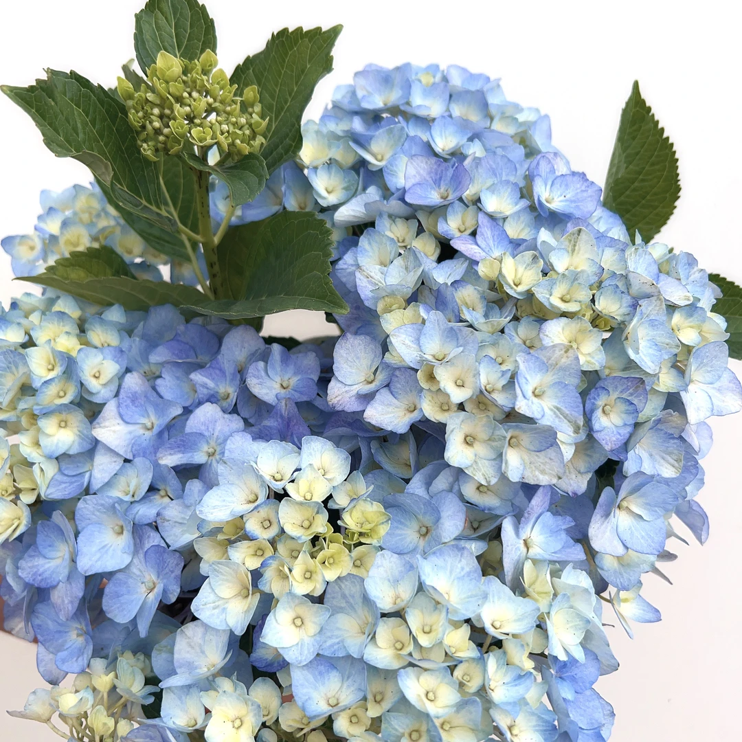 大海蓝（A级货）蓝色爆花带花苞好养易活