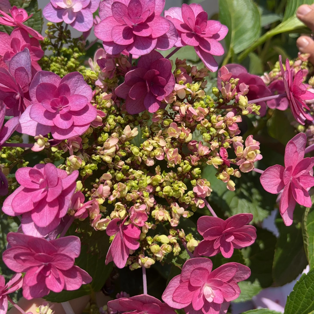 【小丁】 绣球花盆栽庭院好养的花卉植物室内花