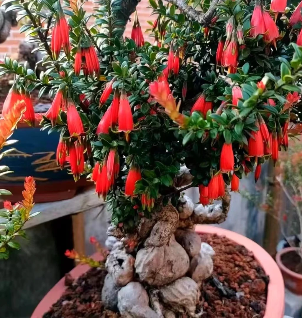 树萝卜—红花米叶五翅莓