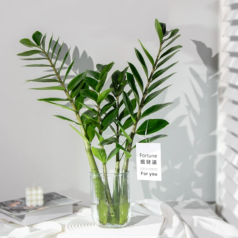 种花的大象切枝金钱树盆栽绿植净化空气绿植客厅办公室桌面盆景