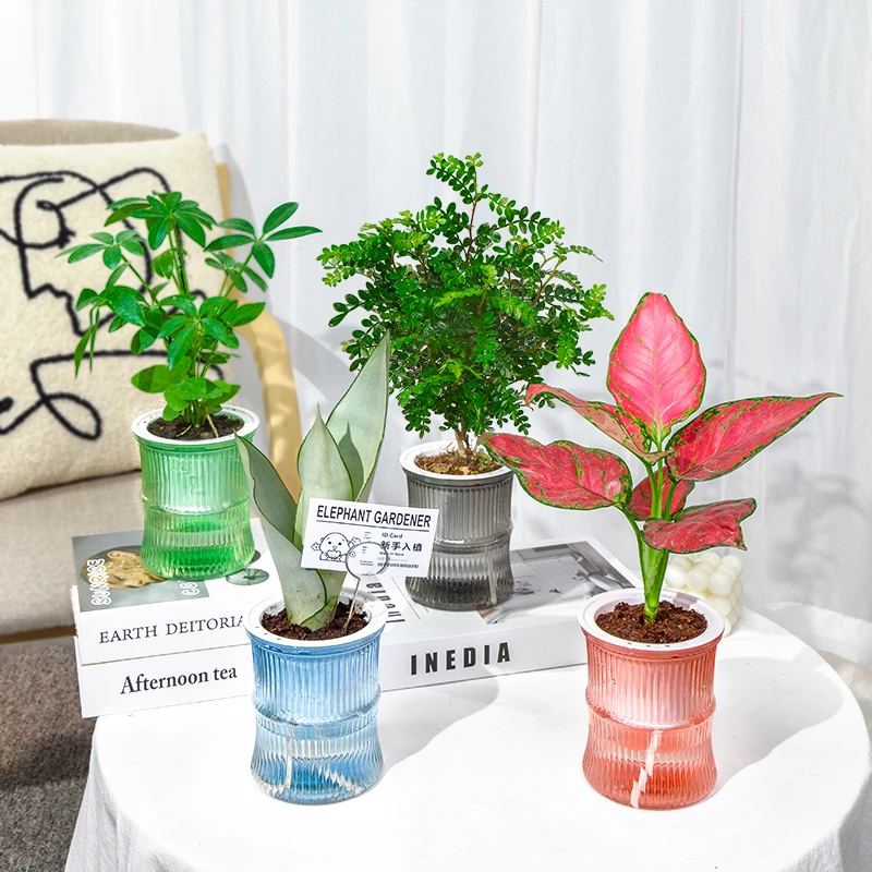 绿植四件套吉利红鸭脚木虎皮兰清香胡椒木桌面盆栽