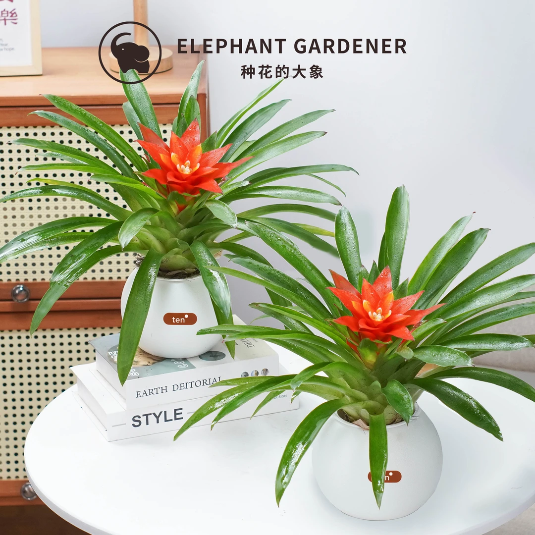 【拍1发2】鸿运当头绿植盆栽小红星室内客厅装饰花卉摆件懒人好养护