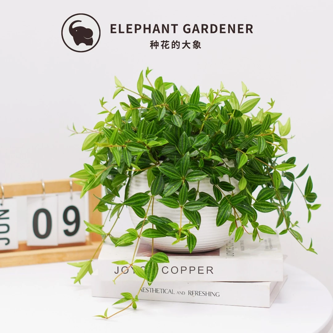 钻石翡翠盆栽客厅室内吊兰藤类绿植四季好养活常绿净化空气植物