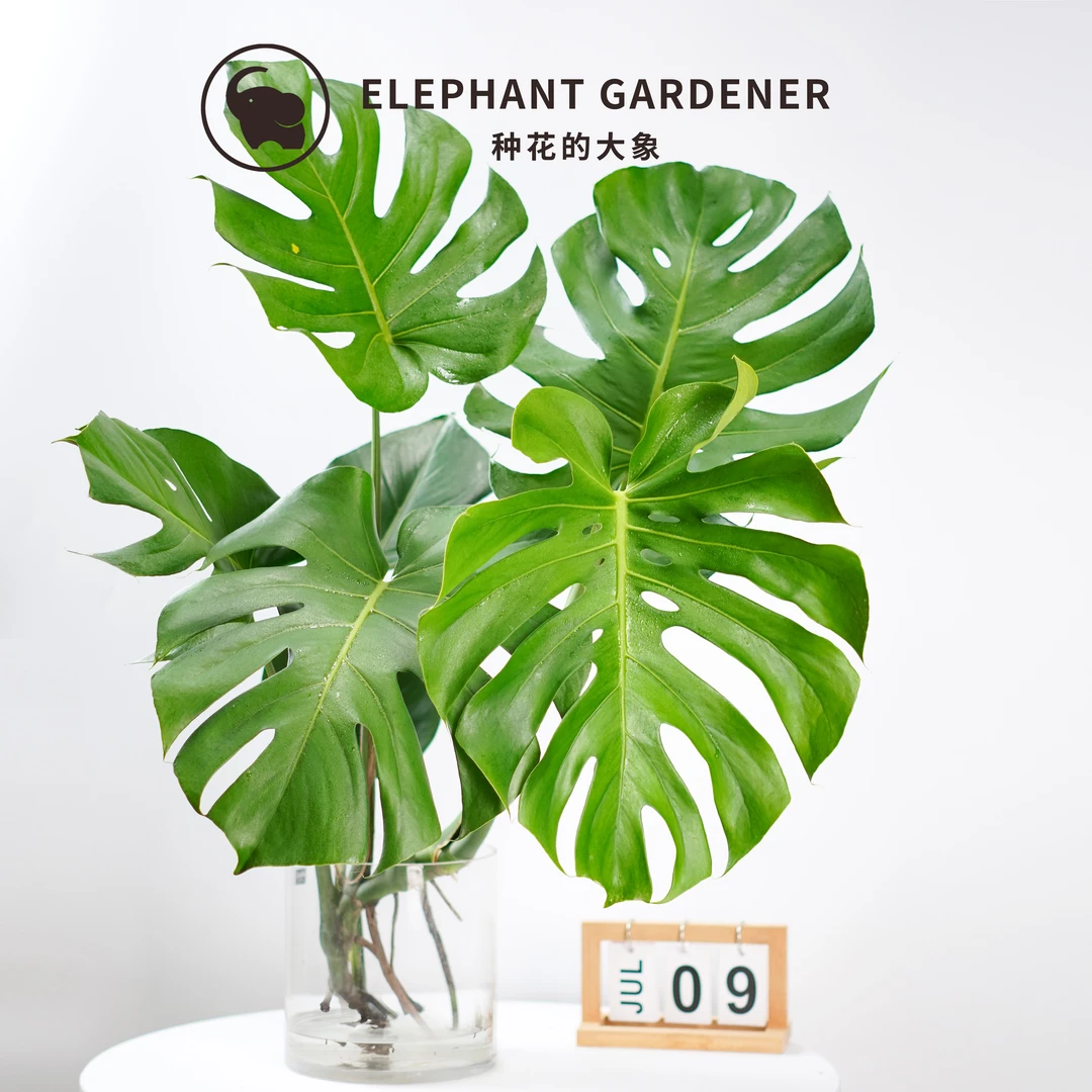 【5-7片叶】单杆老桩龟背竹水培室内大叶绿植客观赏大型网红热植