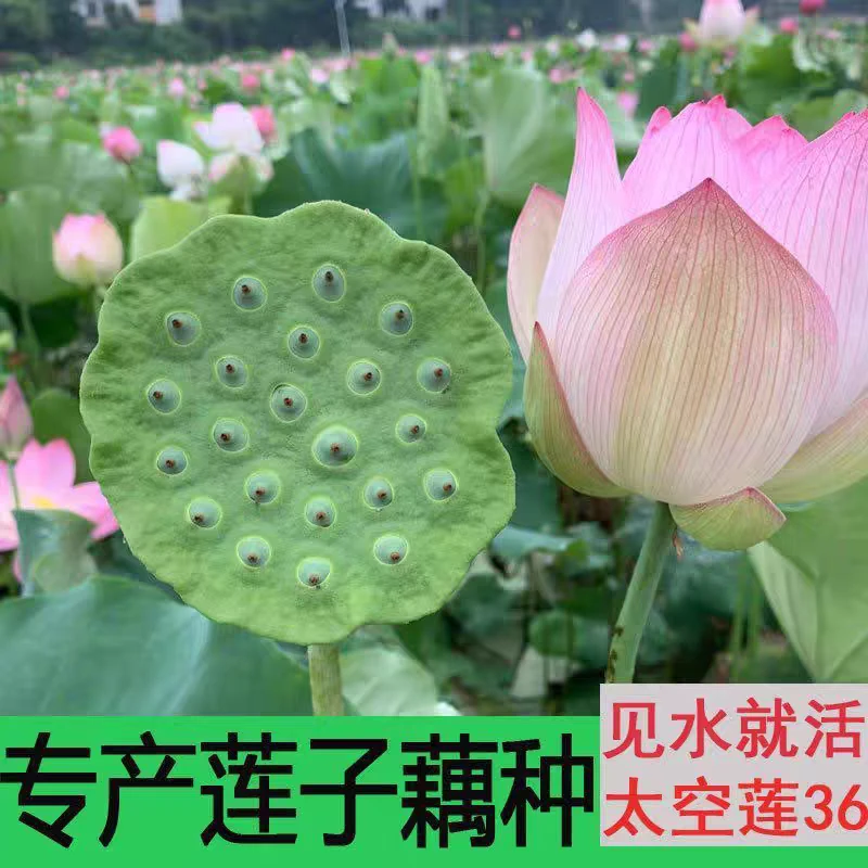 太空莲36号高产莲子莲蓬种子红食用水果莲子种池塘水田种植四季