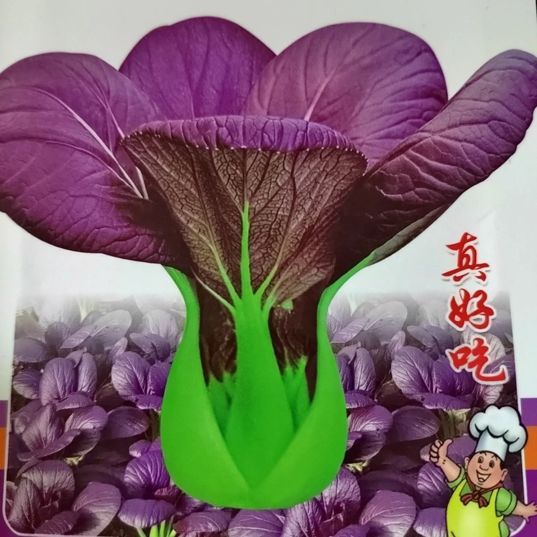 正宗耐热紫罗兰紫油菜种籽紫色上海青小青菜苏州青四季播抗热油菜