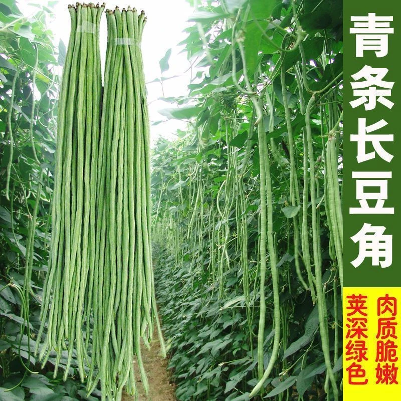 摘不败高产豇豆种子特长豇豆豆角高产春秋四季播绿条架豆蔬菜种孑