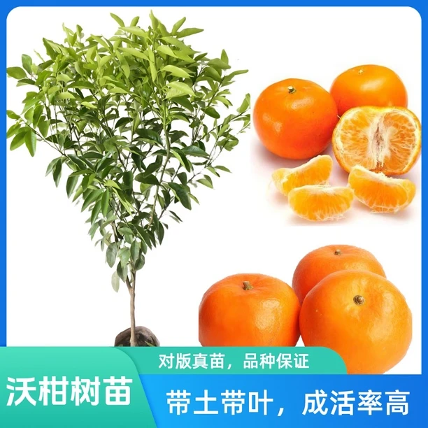 沃柑树苗武鸣沃柑嫁接柑橘果树出售直播盆栽带土育苗挂果发货结果