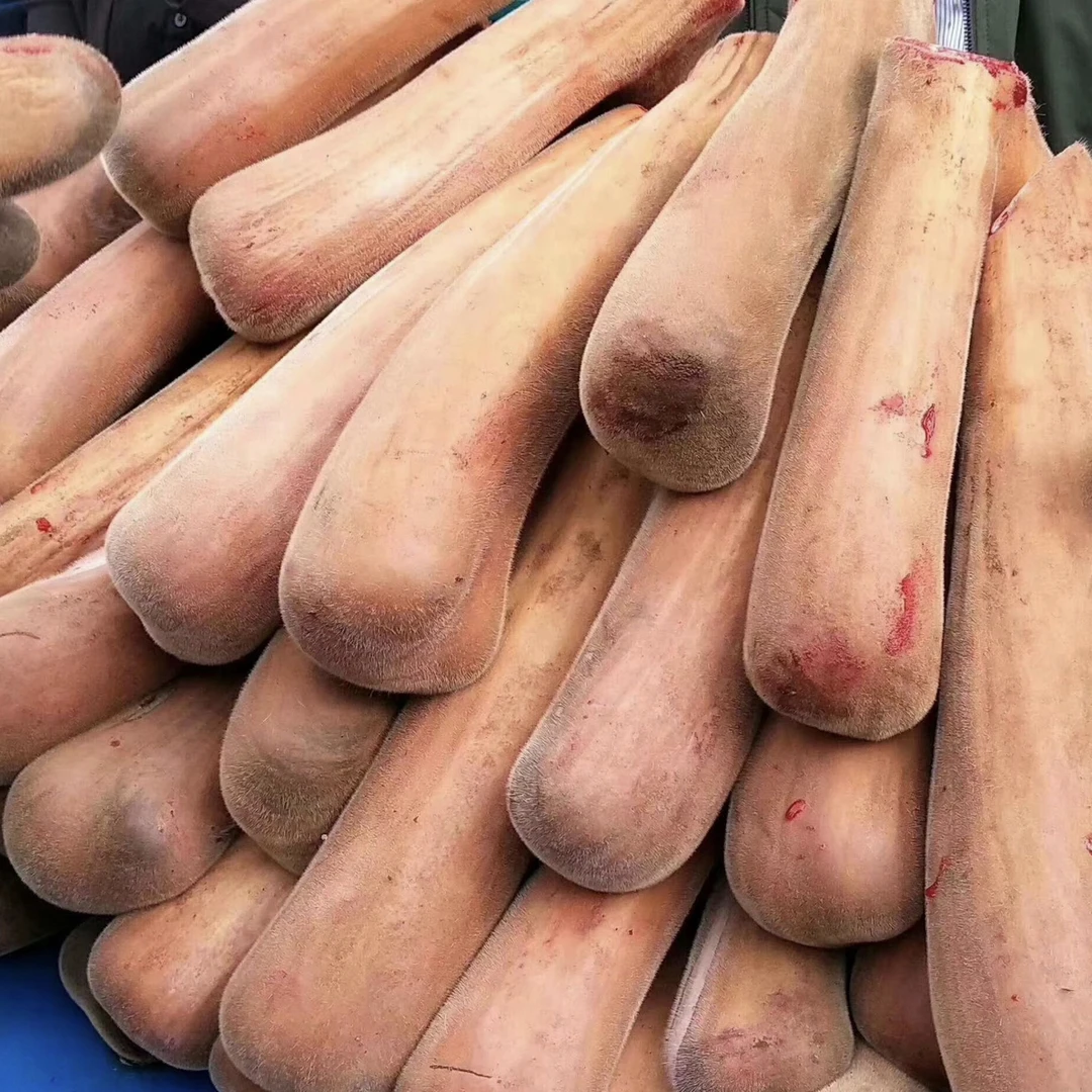 梅花鲜鹿茸直播选货链接3