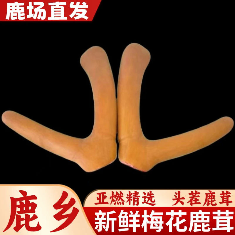 吉鹿发【吉林鹿乡】梅花新鲜鹿茸整枝，泡酒煲汤头茬精选东北特产