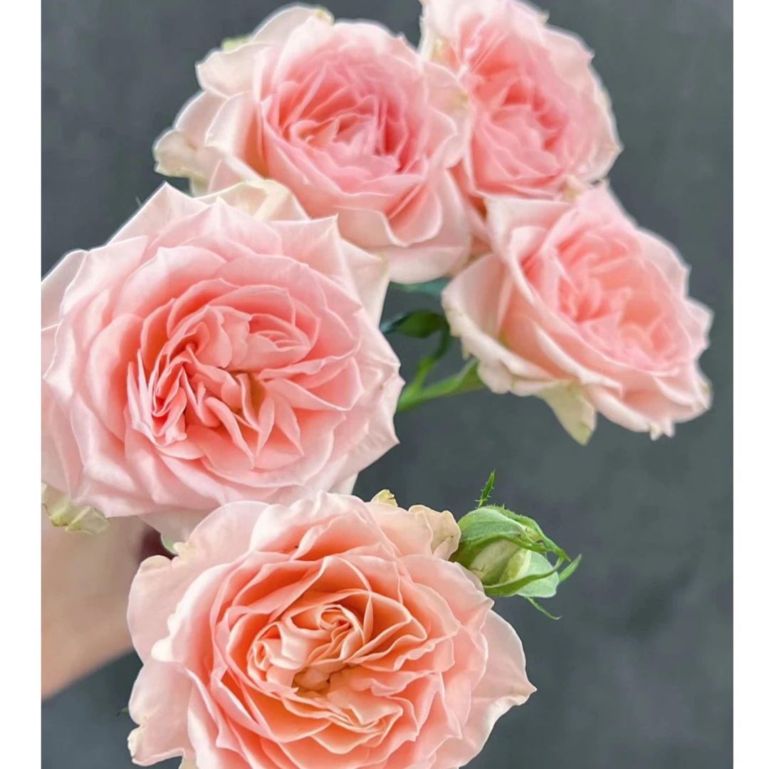 【稀有玫瑰】甜蜜沙拉-多头玫瑰