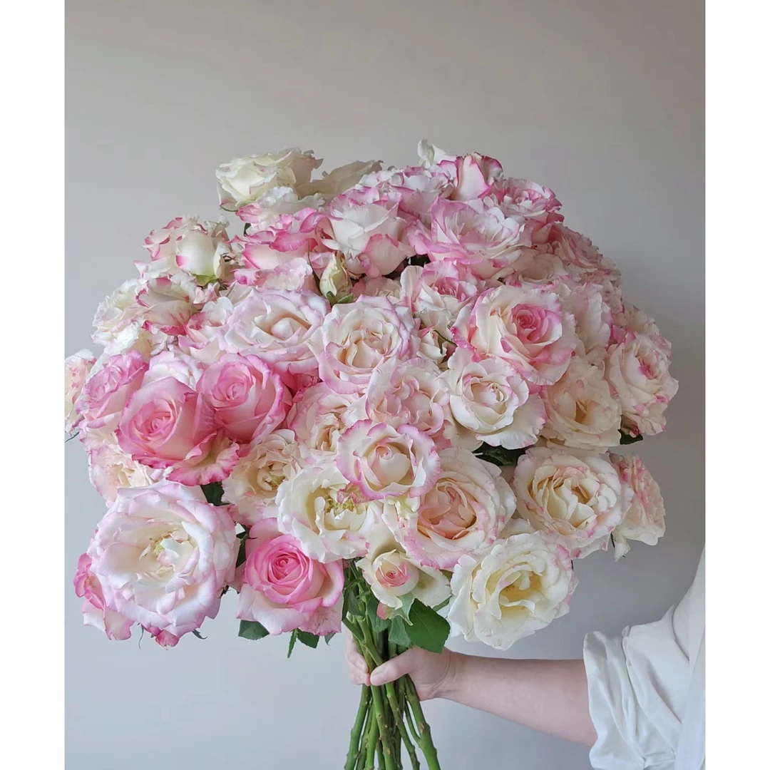 【向云端鲜花】多头霓裳-多头玫瑰