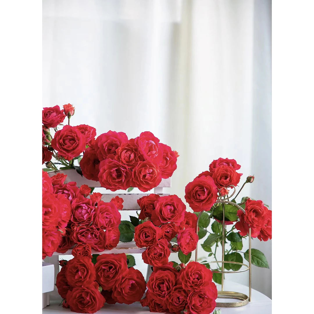 【向云端鲜花】玉玲珑-多头玫瑰