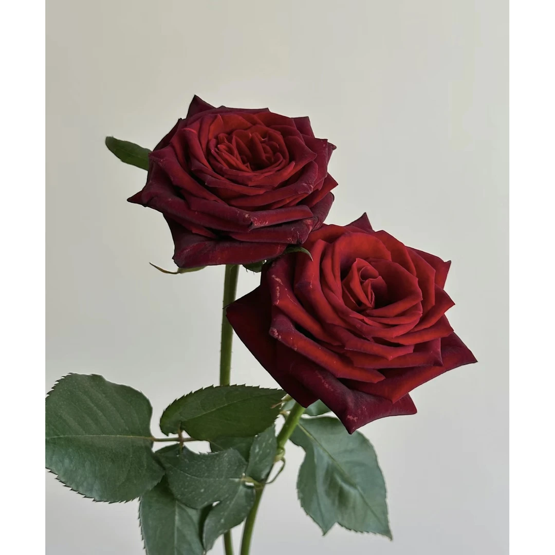 【稀有玫瑰】黑巴克-单头玫瑰