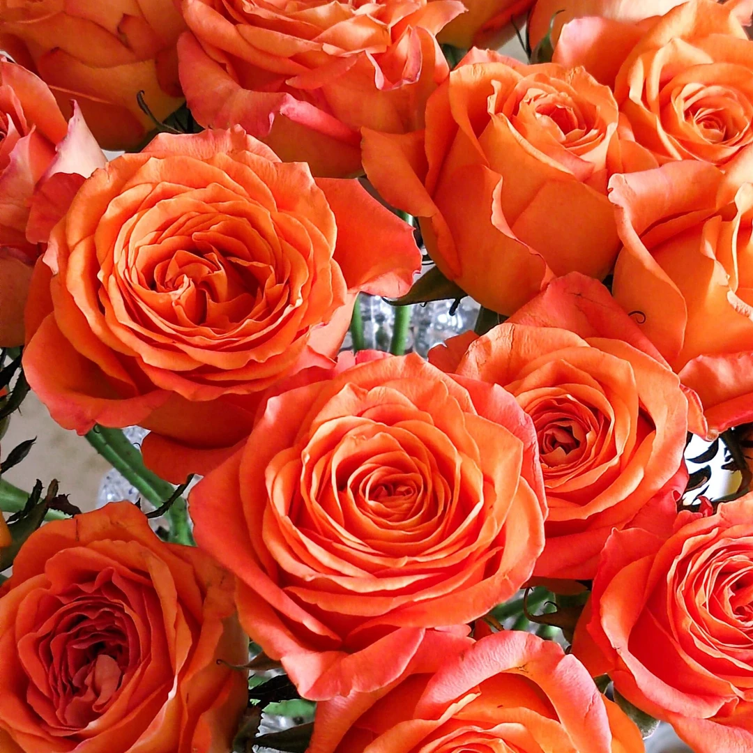 【向云端】国王日-单头玫瑰