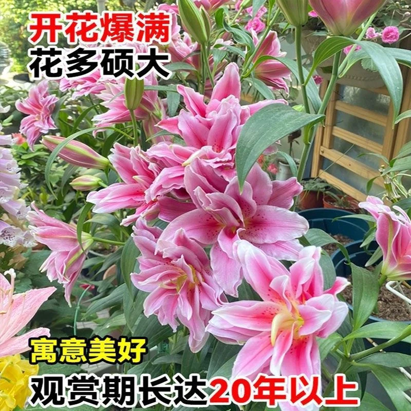 【带芽发货】香水百合种球重瓣百合盆栽阳台四季百合花多花苞浓香
