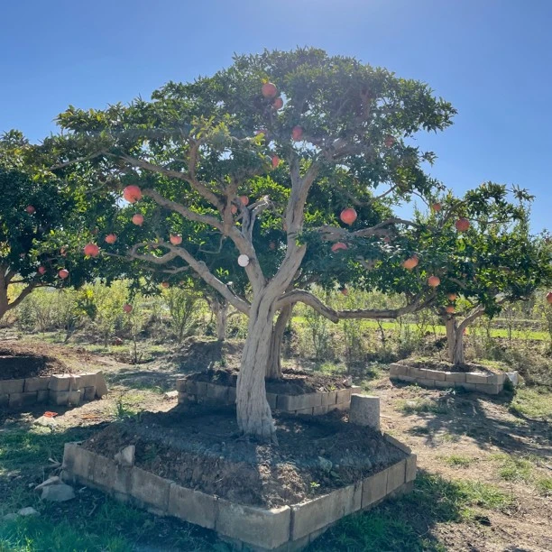 枣庄大红袍品种吉祥树
