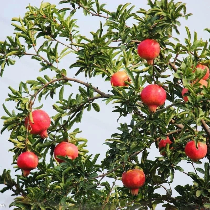 各种规格杂木盆景一物一拍