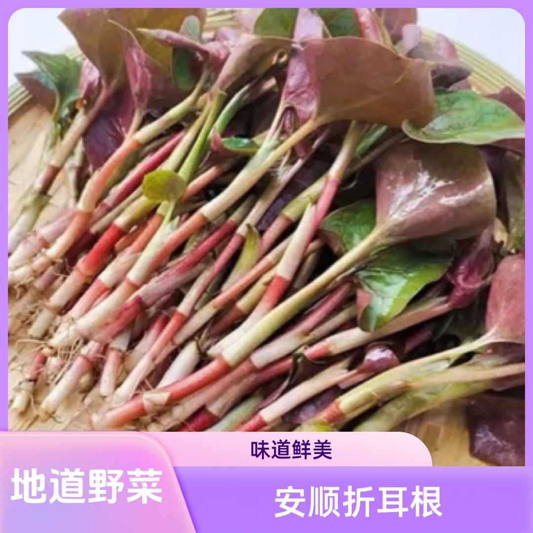 贵州安顺折耳根  鱼腥草