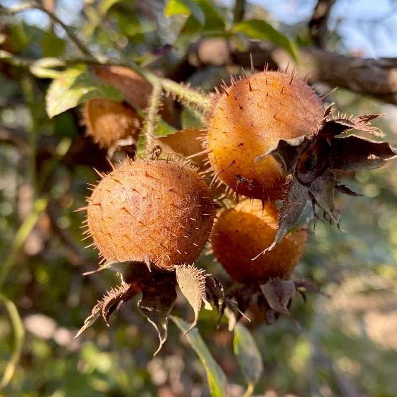 安顺金刺梨鲜果现摘现发中大果