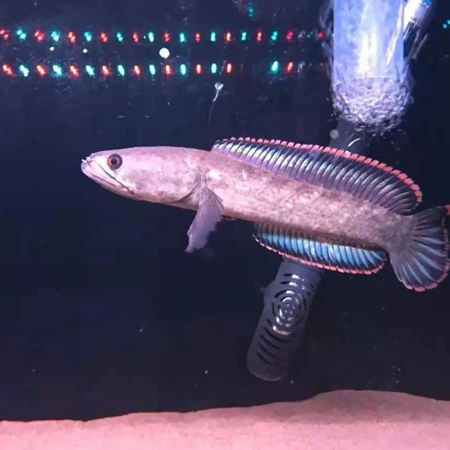 观赏观赏鱼雷龙鱼缸冷水野生七彩醴耐养鱼耐养淡水鱼彩虹彩虹雷龙