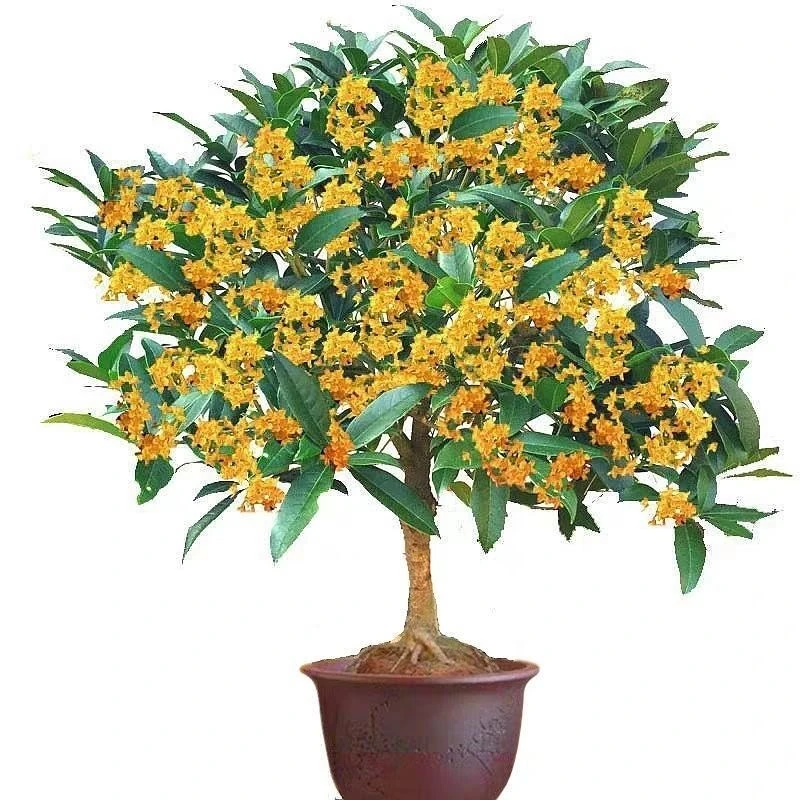 桂花树苗浓香型四季开花盆栽沉香桂四季桂金桂绿植花卉室内外好养