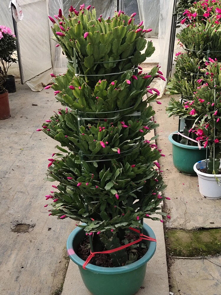 三角柱三棱箭嫁接锦上添花嫁接蟹爪兰盆栽 1-8层原盆土发货