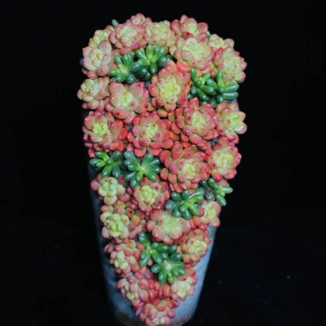 香格里拉    精品多肉飞花造型盆 栽好种好新人可养  带盆发货