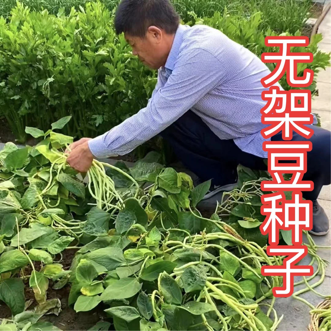 【无架豆种子】免搭架豆角豇豆种子家庭小院盆栽种菜