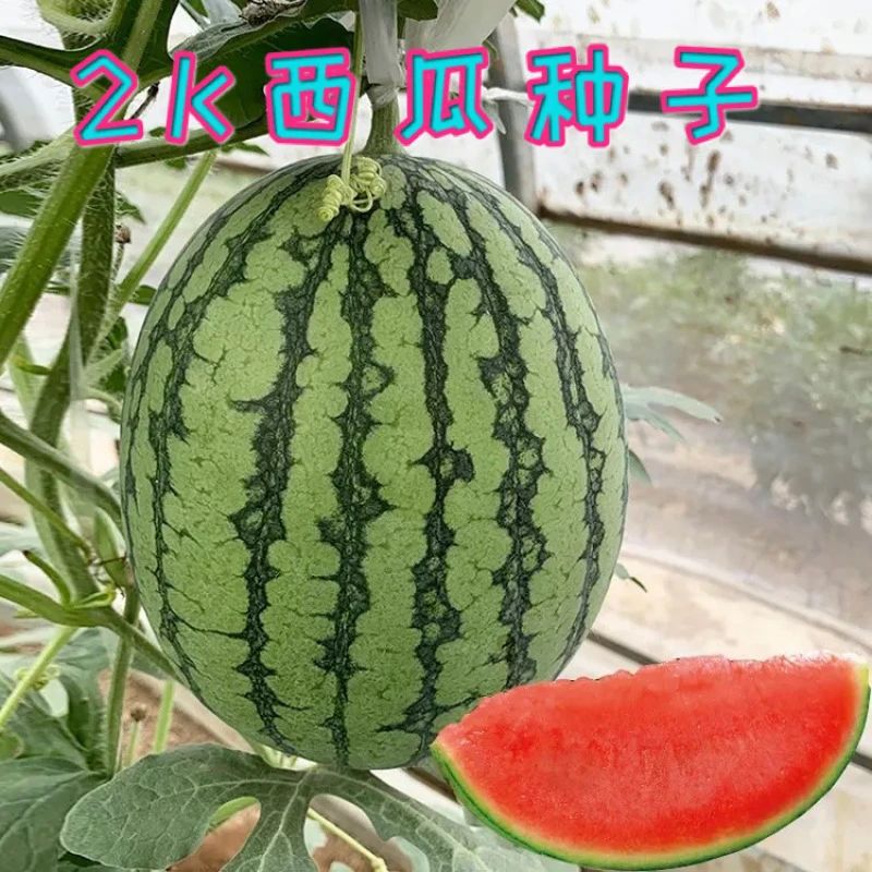 高甜2K西瓜种子小红玉西瓜种子手拨皮西瓜温室蔬菜四季春季简单