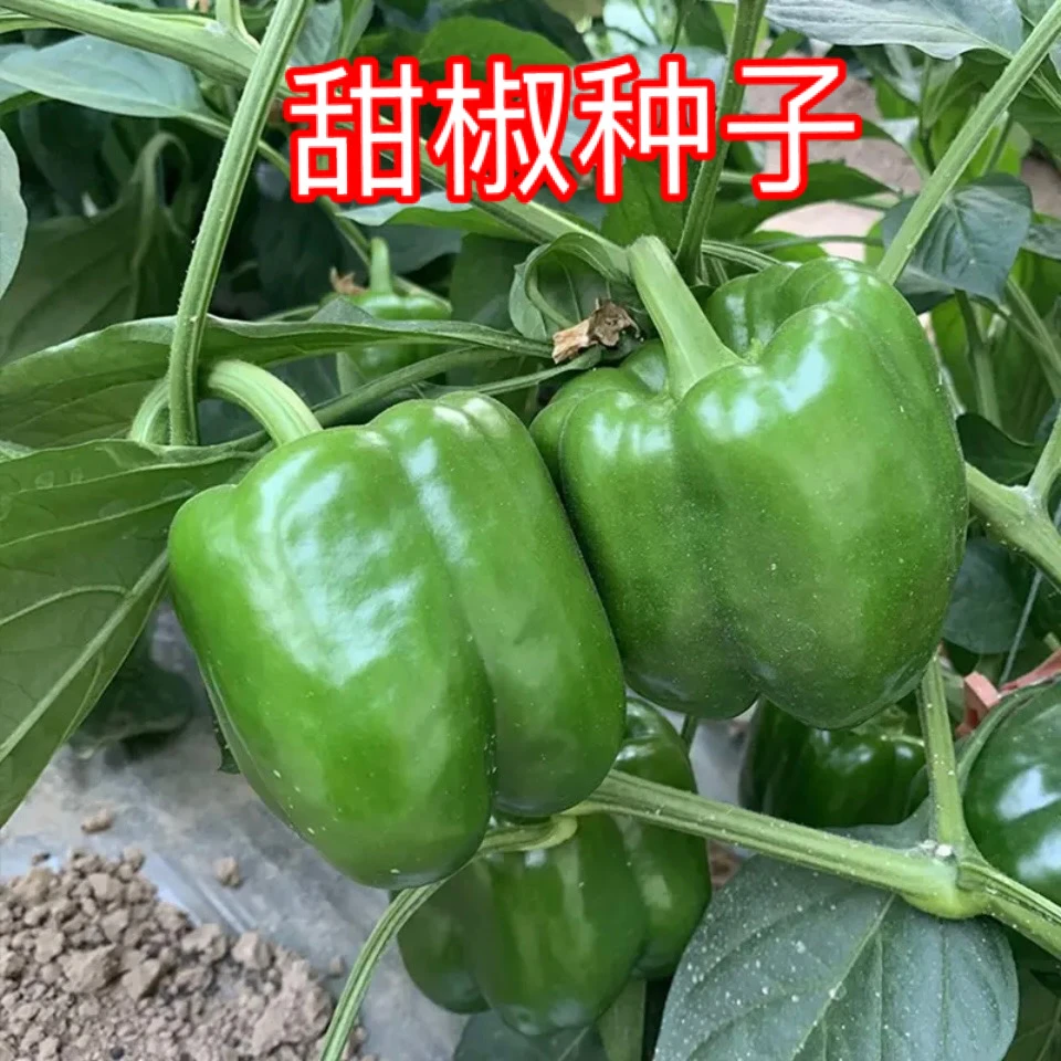 【青甜椒种子】青椒种子菜椒种子家庭小院种菜阳台盆栽种植
